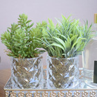 Kit Com 2 Arranjos Folhagem E Suculentas No Vaso De Vidro | F